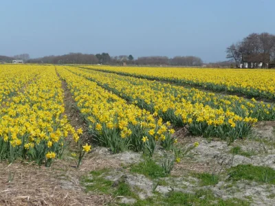 Holiday apartment Texel shower, fireplace and dogs allowed - Environment photo 23