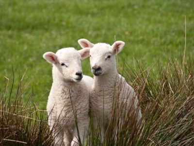 Holiday apartment Texel shower, fireplace and dogs allowed - Environment photo 26