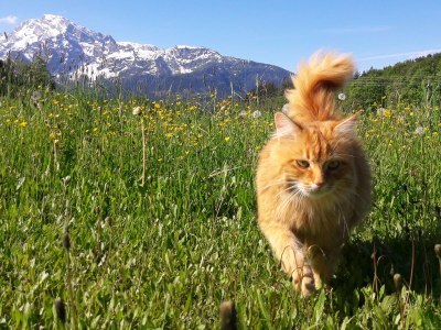 Holiday apartment Lärcheck-Berchtesgaden - Outdoor photo 20