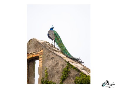 Holiday house Pelagia House - Environment photo 25