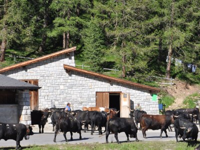 Holiday apartment in Chalet Steinmaetje - Erholung inbegriffen - Environment photo 35