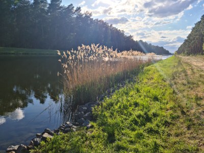 Holiday house Müllrose "in the woods" - Environment photo 37