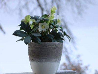 Apartment Ferienwohnung Zirbenherz - Outdoor photo 20