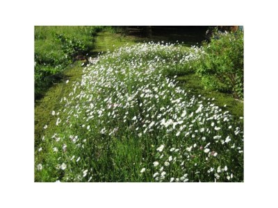 Apartment Wooden log cabin Hiller Kleinarl Apt.2-6 pers. - Outdoor photo 9