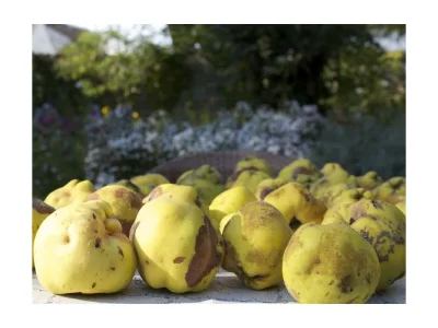 Apartment Ferienhaus/2 Schlafräume/Bad, WC - Outdoor photo 18