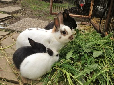 Apartment Familienappartement Alpbachtal - Outdoor photo 7