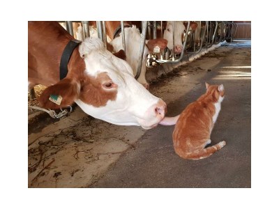 Apartment Ferienwohnung Gruberhof - Outdoor photo 13