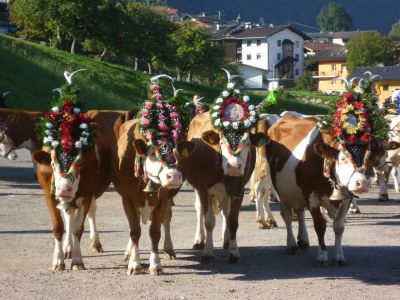 Apartment Ferienwohnung Gruberhof - Outdoor photo 30