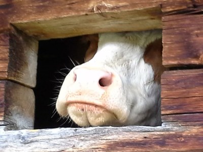 Apartment Ferienwohnung Gruberhof - Outdoor photo 33