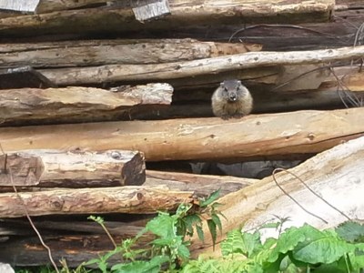 Apartment Ferienwohnung Gruberhof - Outdoor photo 35