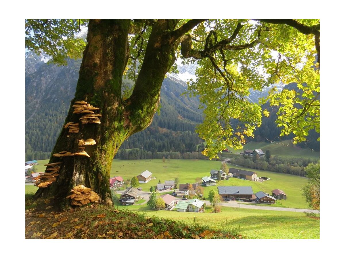 Apartment Apartment/1 Schlafraum/Dusche, WC, 1771