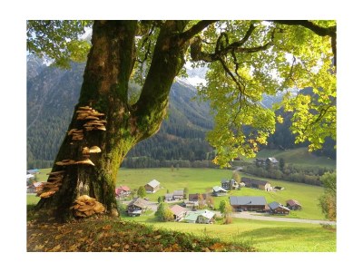 Apartment Apartment/1 Schlafraum/Dusche, WC, 1771 in Mittelberg - Apartment