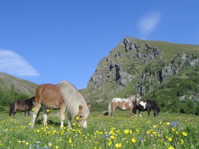 Chalet Chalet Bergwinter (Heidi Chalets Falkertsee) - Environment photo 39