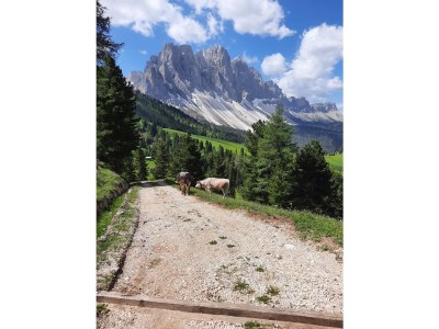 Holiday apartment Tera Baumannhof - Outdoor photo 6