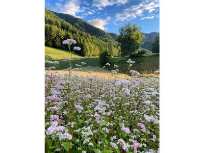 Holiday apartment Tera Baumannhof - Outdoor photo 7