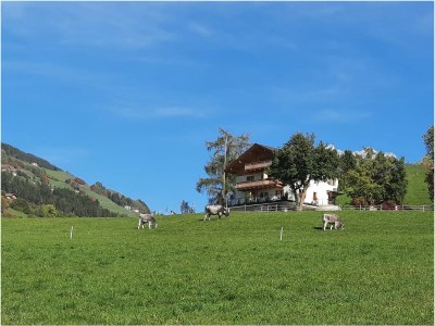 Holiday apartment Tera Baumannhof - Outdoor photo 13