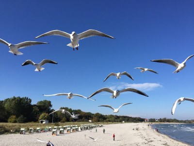 Holiday apartment 4**** Ferienwohnung in Strandnähe mit Sonnenbalkon - Environment photo 13