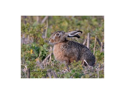 Holiday house Orchismient 14 - Environment photo 31