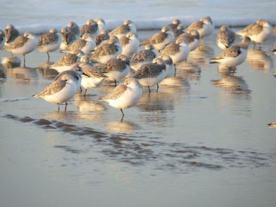 Chalet Wellness Ferdinand - Environment photo 23