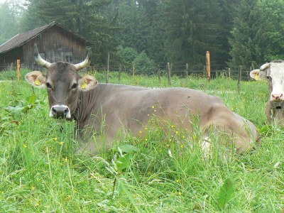 Holiday house Ecological house - Environment photo 29