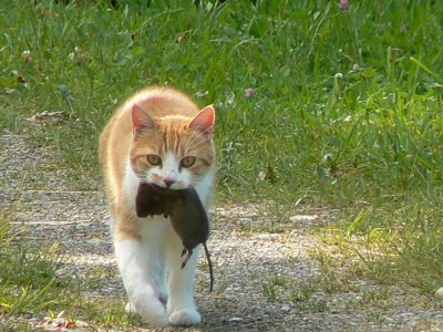 Holiday house Ecological house - Environment photo 32