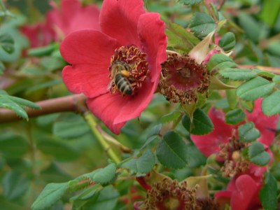 Holiday house Ecological house - Environment photo 33