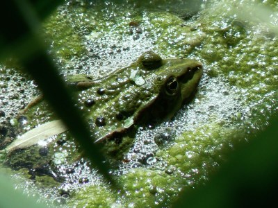 Holiday house Ecological house - Environment photo 39