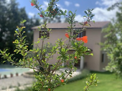 Villa House Andrijasi - Outdoor photo 3