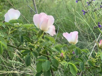 Villa House Andrijasi - Outdoor photo 17