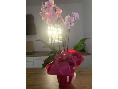 Villa House Andrijasi - Features photo 25