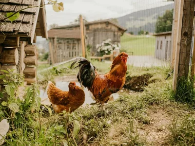 Apartment Apartment Mitterspitz/2 Schlafraum/Dusche, WC - Outdoor photo 26