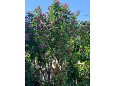 Apartment Komfort Apartment mit 1 Schlafzimmer, Villa Florl - Outdoor photo 6