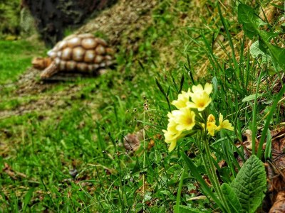 Apartment Appartement Dachstein Schieplechner - Outdoor photo 11