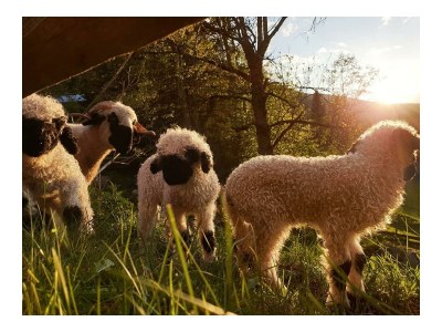 Apartment Appartement Dachstein Schieplechner - Outdoor photo 15