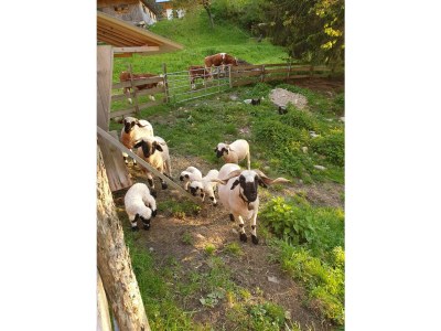 Apartment Appartement Dachstein Schieplechner - Outdoor photo 16