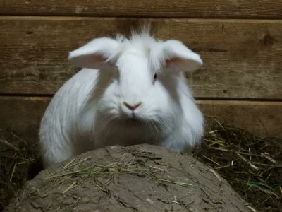 Apartment Appartement Dachstein Schieplechner - Outdoor photo 20