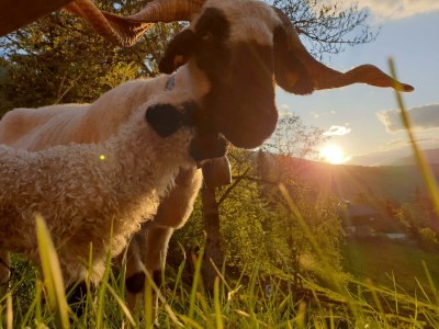 Apartment Appartement Dachstein Schieplechner - Outdoor photo 26