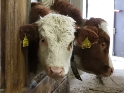 Apartment Appartement Dachstein Schieplechner - Outdoor photo 27