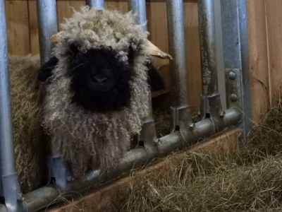 Apartment Appartement Dachstein Schieplechner - Outdoor photo 28