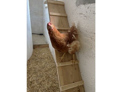 Apartment Apartment "Schnee", 2 Personen - Outdoor photo 40