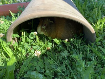 Apartment Apartment "Blume", 2 Personen - Outdoor photo 18