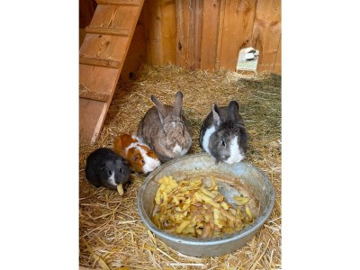 Apartment Apartment "Blume", 2 Personen - Outdoor photo 38