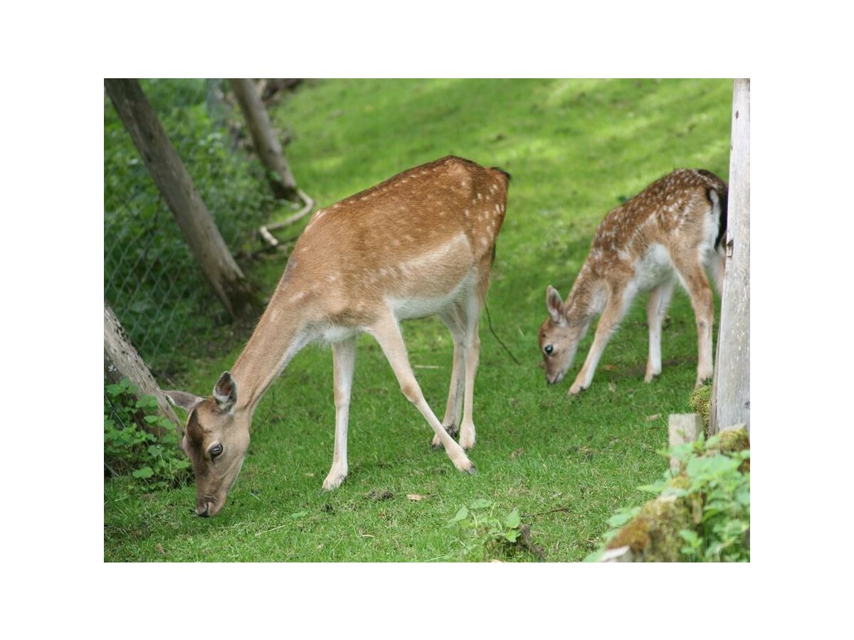 Apartment Appartement Zenzi