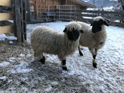 Holiday room Dreibettzimmer mit Dusche, WC - Outdoor photo 13