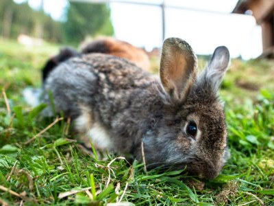 Apartment Appartement/Fewo, Gipfelstürmer - Outdoor photo 10