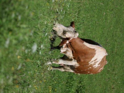 Holiday room Doppelzimmer mit Dusche, WC - Outdoor photo 13