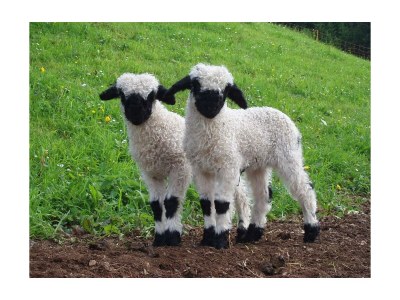 Holiday room Familienzimmer Planai - Outdoor photo 9