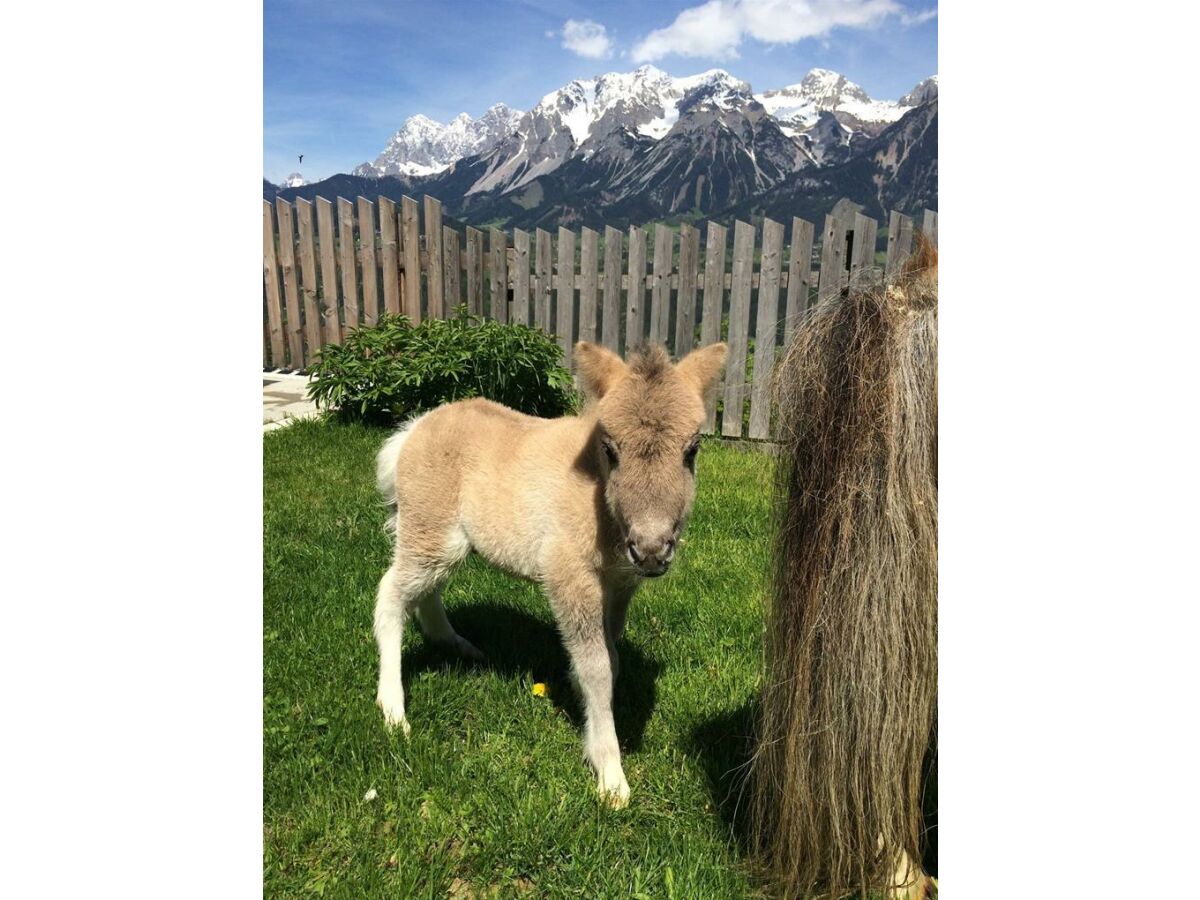 Holiday room Familienzimmer Bergblick - Outdoor photo 4