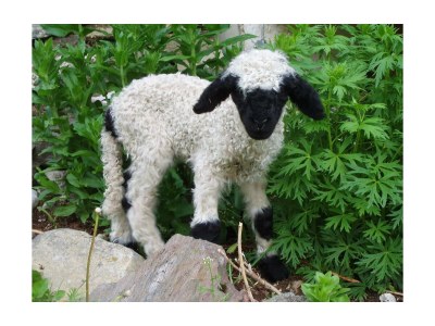 Holiday room Familienzimmer Bergblick - Outdoor photo 7