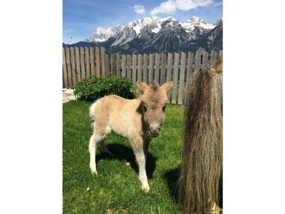 Holiday room Familienzimmer Ennstal/Dachstein - Outdoor photo 4